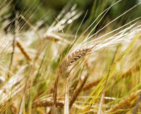 wheat background 1