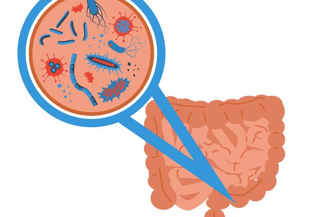 Darmflora - Probiotika und deren Bezug zum Darm