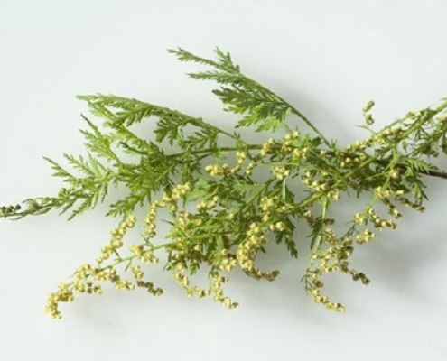 Artemisia