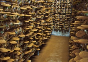 Reishi Heilpilz im Anbau