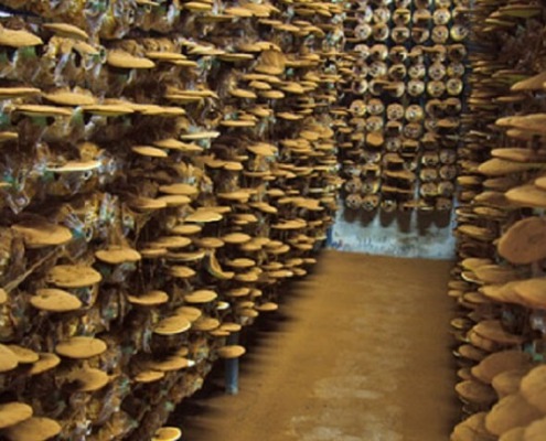 Reishi Heilpilz im Anbau
