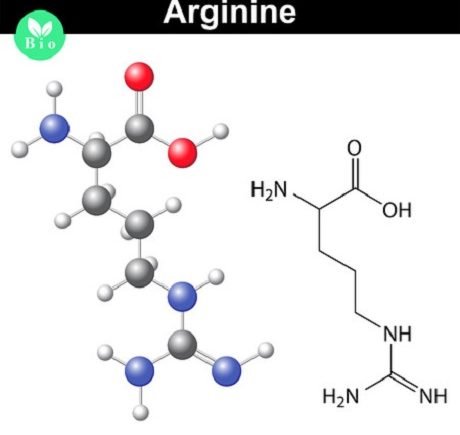 arginin 123rf 62920361 anton lebedev