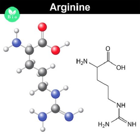 arginin 123rf 62920361 anton lebedev