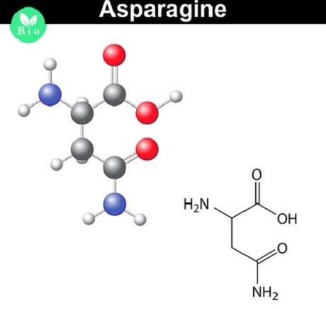 asparagin 123rf 62474292 anton lebedev