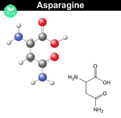 asparagin 123rf 62474292 anton lebedev