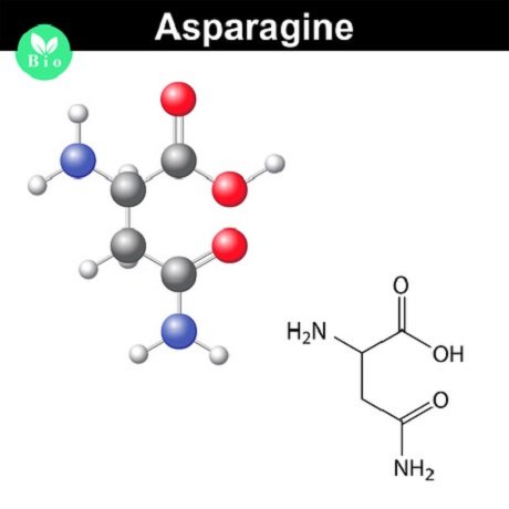 asparagin 123rf 62474292 anton lebedev