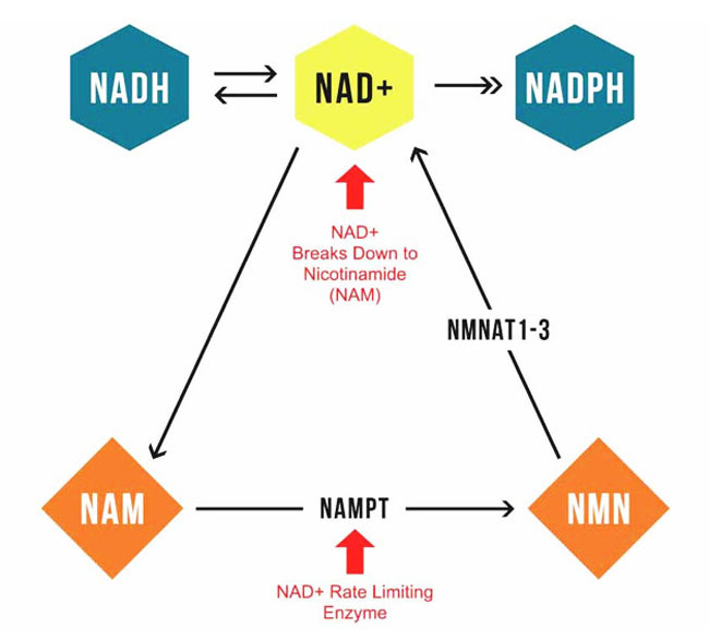 NADH NAD NADPH