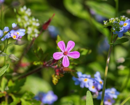 soapwort g22ea6b141 640