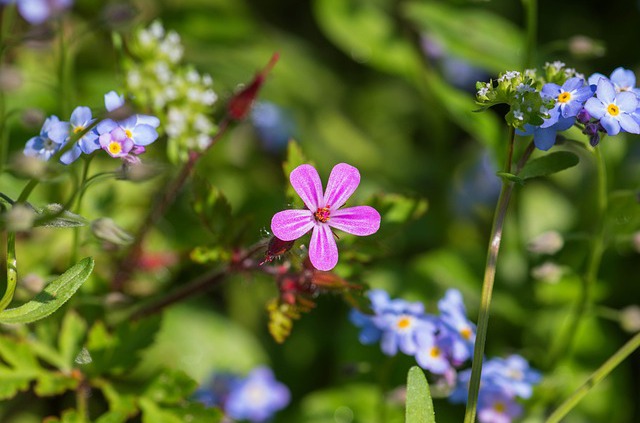 Einschleuserpflanzen für Mineralstoffe – Bessere Aufnahme durch Heilpflanzen 1 soapwort g22ea6b141 640