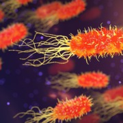 baktrie bazille virus