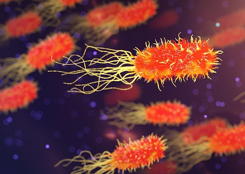 baktrie bazille virus