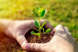 plant 7702558 1280