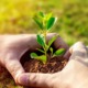 plant 7702558 1280