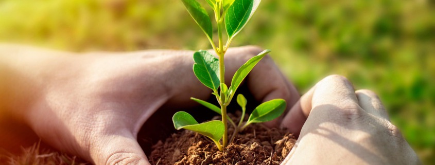 plant 7702558 1280
