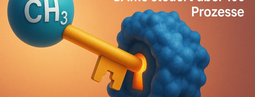 3D-Grafik: Methylgruppe CH₃ als Schlüssel in Protein-Schloss – SAMe steuert über 100 Prozesse im menschlichen Stoffwechsel.