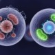 Vergleich zweier menschlicher Zellen: links gealtert mit beschädigten Mitochondrien, rechts vital mit leuchtenden Organellen