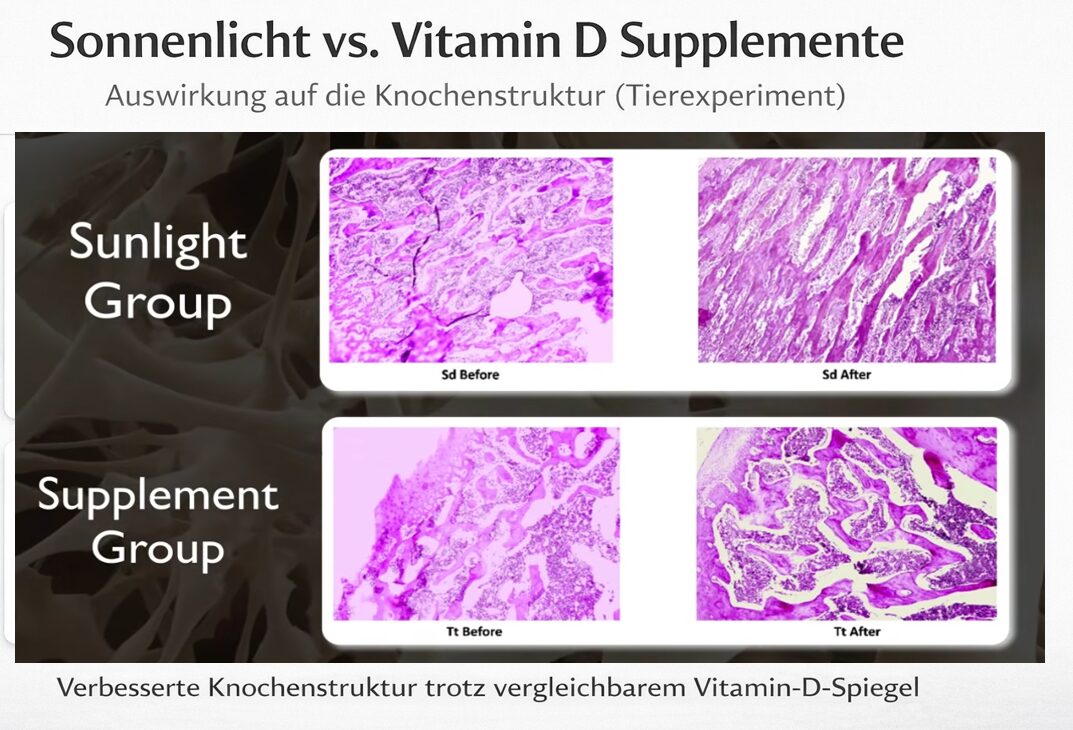 Sonnenlicht stärkt Knochen – mehr als nur Vitamin D 8 Histologischer Vergleich: Sonnenlicht-Gruppe vs. Supplement-Gruppe mit Vorher-Nachher-Knochenstruktur (Tierexperiment)