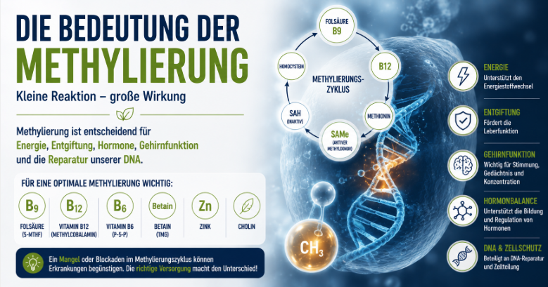 Die Macht der Methylierung – warum kleine Moleküle über Gesundheit und Alterung entscheiden 6 Methy